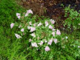 Flower bush4.JPG